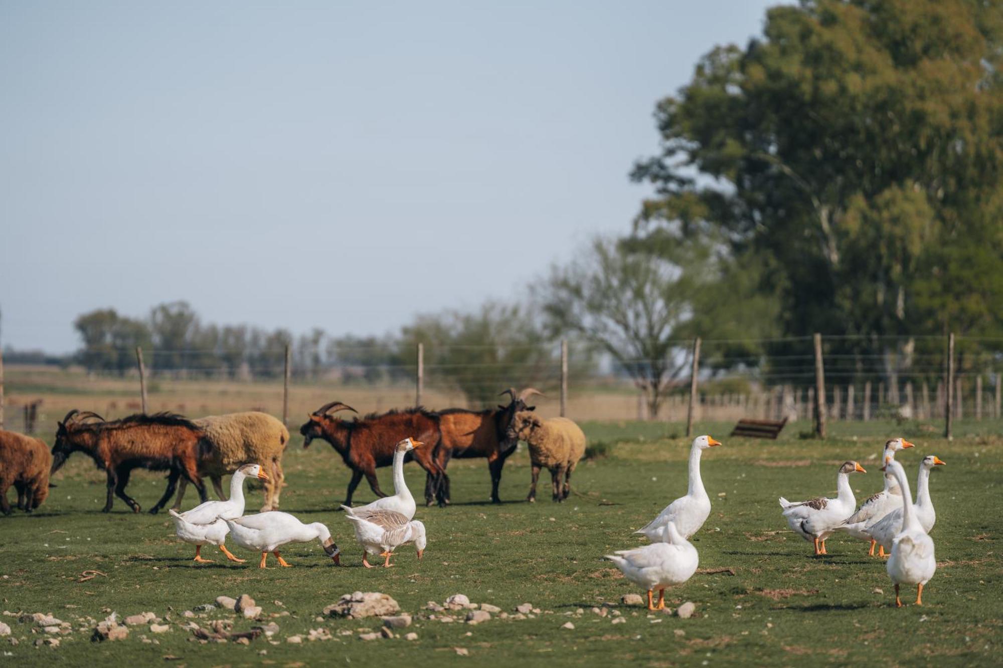 La Santina Posada & Experiencias De Campo San Pedro  Ngoại thất bức ảnh