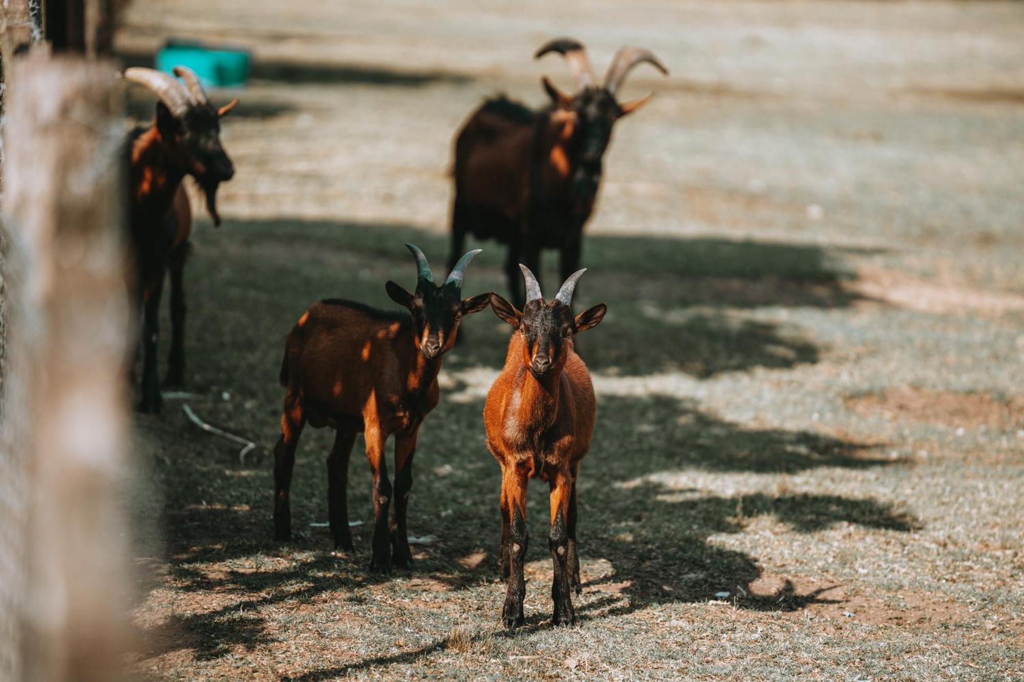 La Santina Posada & Experiencias De Campo San Pedro  Ngoại thất bức ảnh